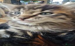 Maine Coon cats for sale: Maincoon cross Ragdoll kittens  - Image 16