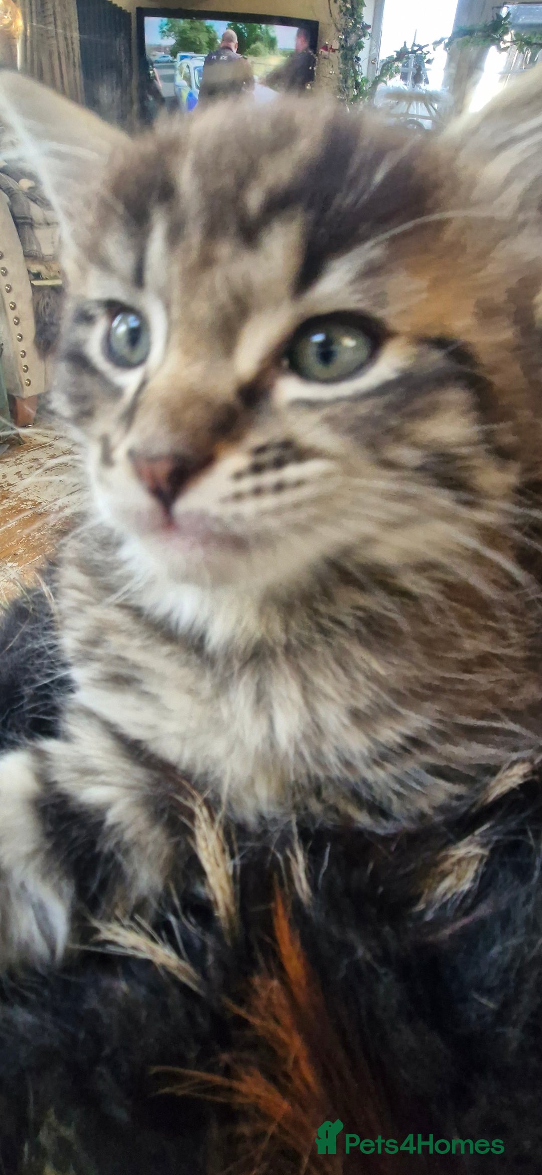 Maine Coon cats for sale: Maincoon cross Ragdoll kittens  - Image 16