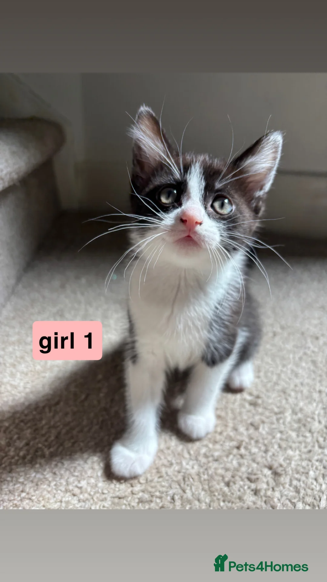 Mixed Breed cats for sale: 2 beautiful ragdoll x mix breed kittens - Advert 2