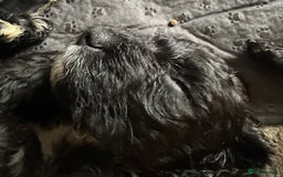 Cockapoo dogs for sale: Cockapoo/Labradoodle pups. One left! Reduced!  - Image 5