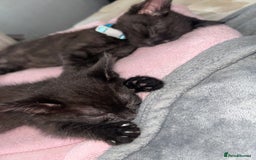 Maine Coon cats for sale: 2 boys for sale  - Image 8