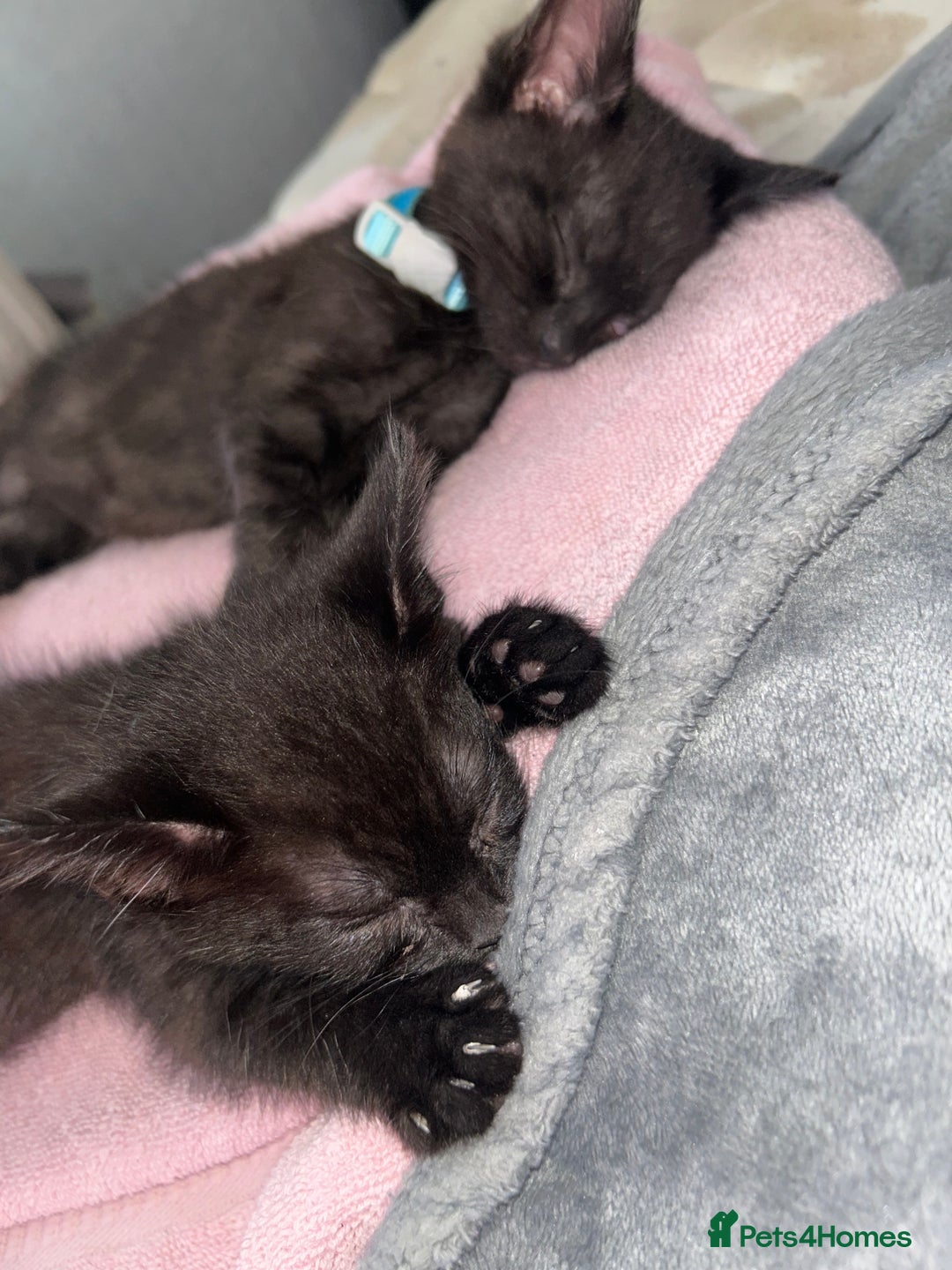 Maine Coon cats for sale: 2 boys for sale  - Image 8