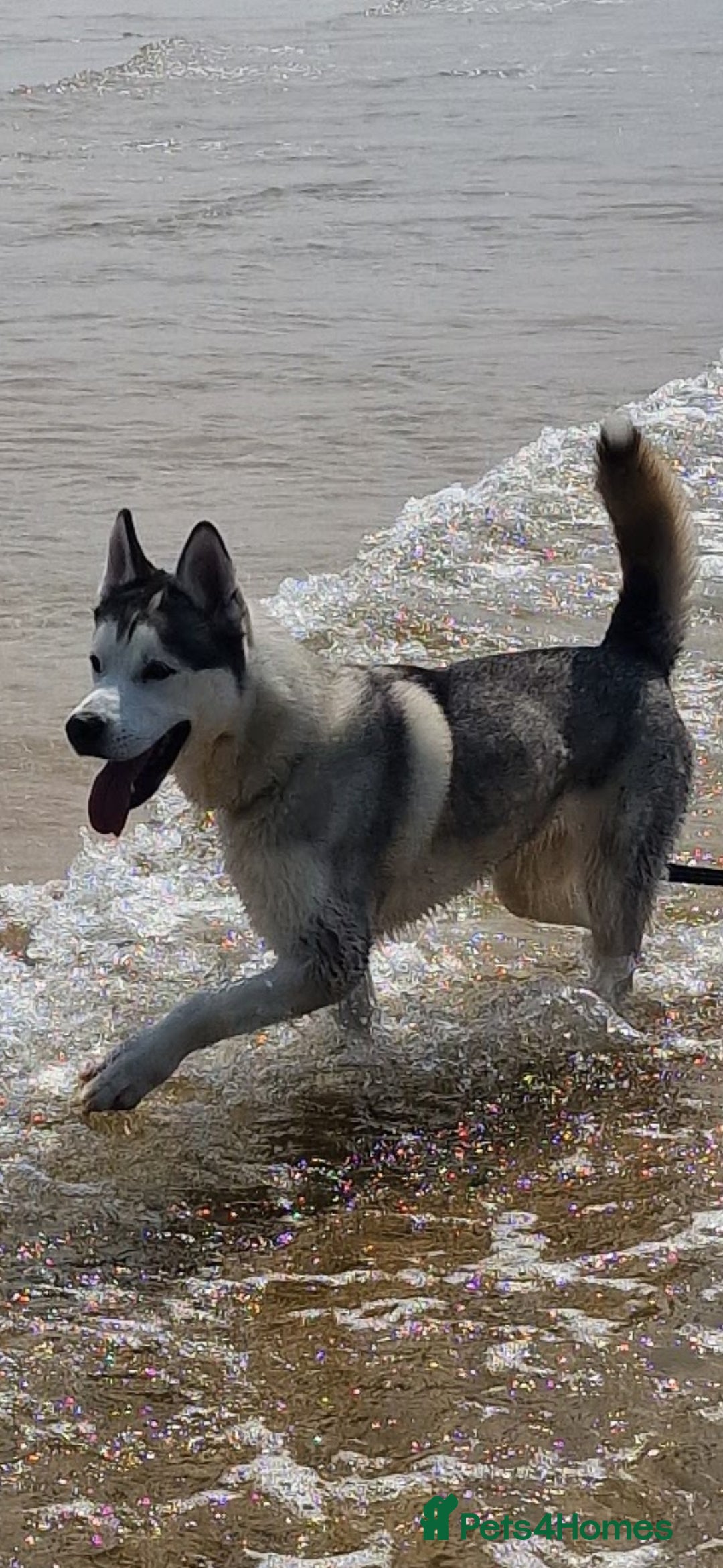 Siberian Husky dogs for sale: Circumstances Forces Sad Sale - Advert 4