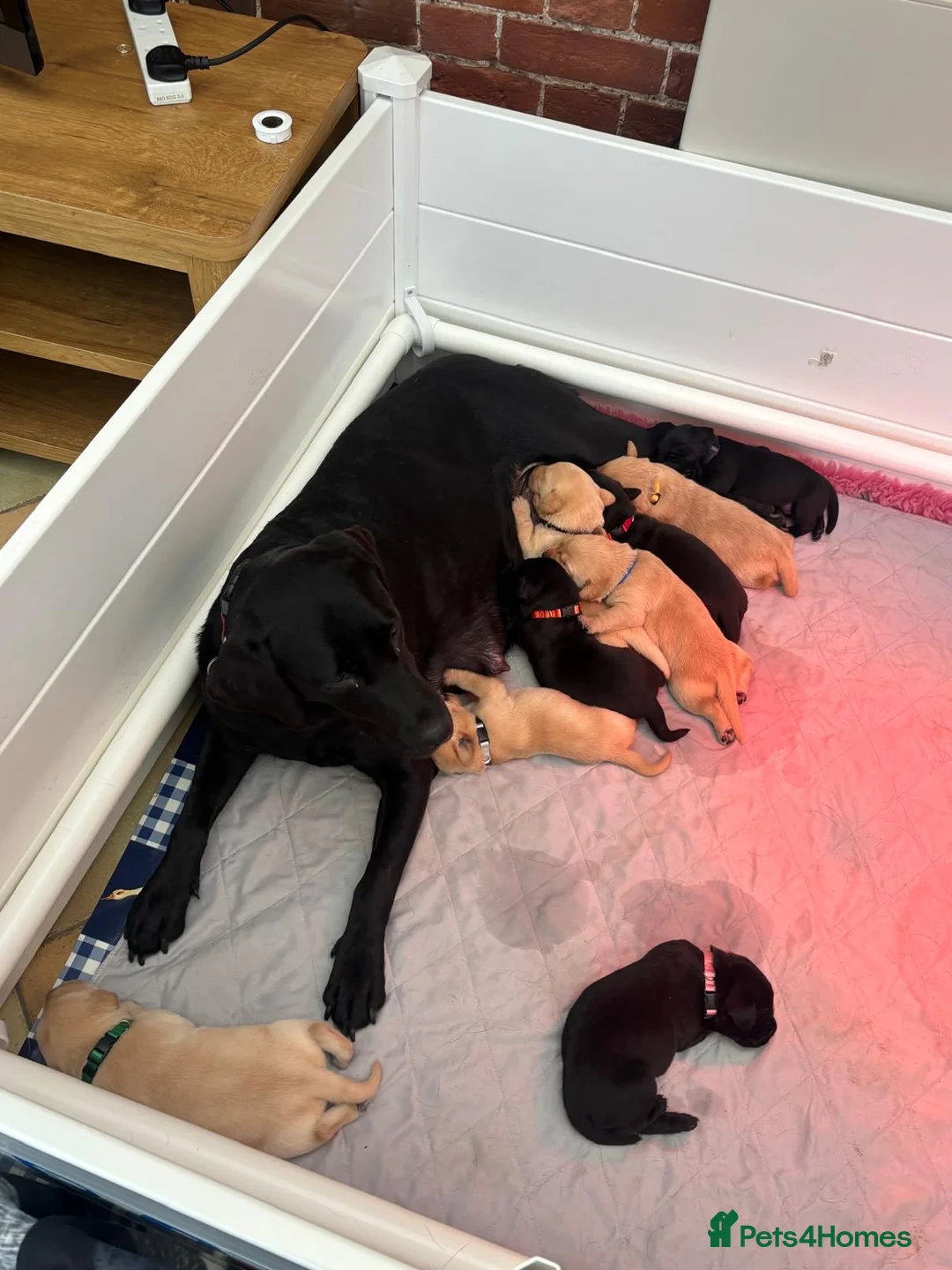 Labrador Retriever dogs for sale: KC Registered Labrador puppies  - Advert 3