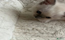 Ragdoll cats for sale: 5 Pure Ragdoll kittens - All Females -Pickup Ready - Image 18