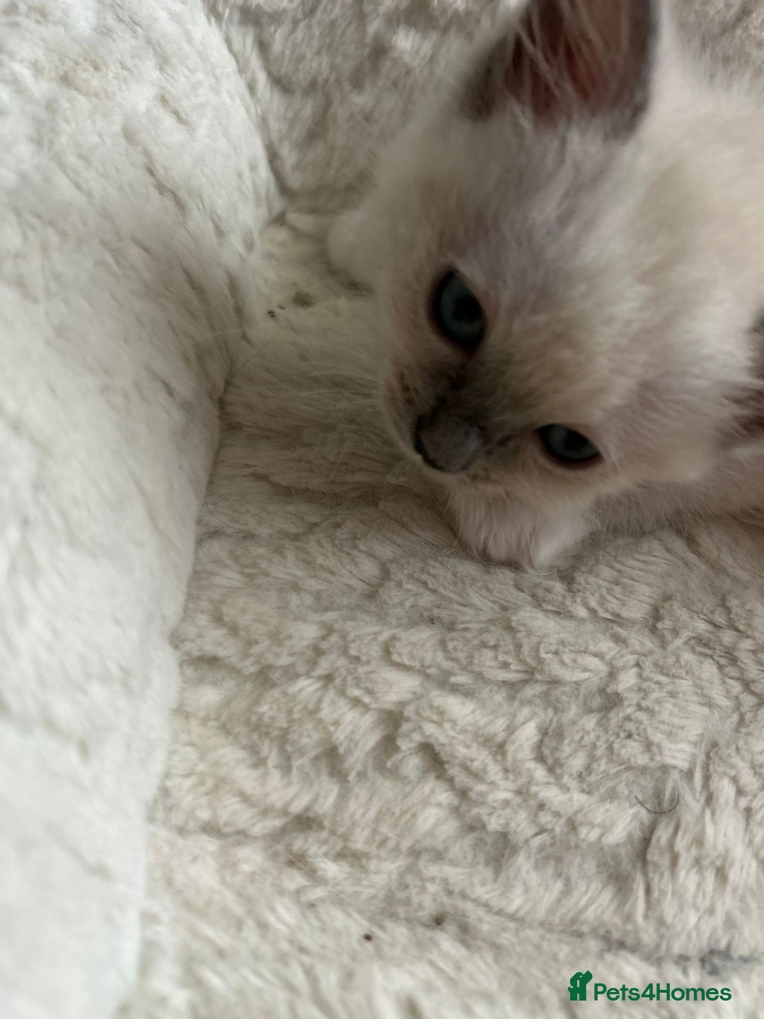 Ragdoll cats for sale: 5 Pure Ragdoll kittens - All Females -Pickup Ready - Image 18