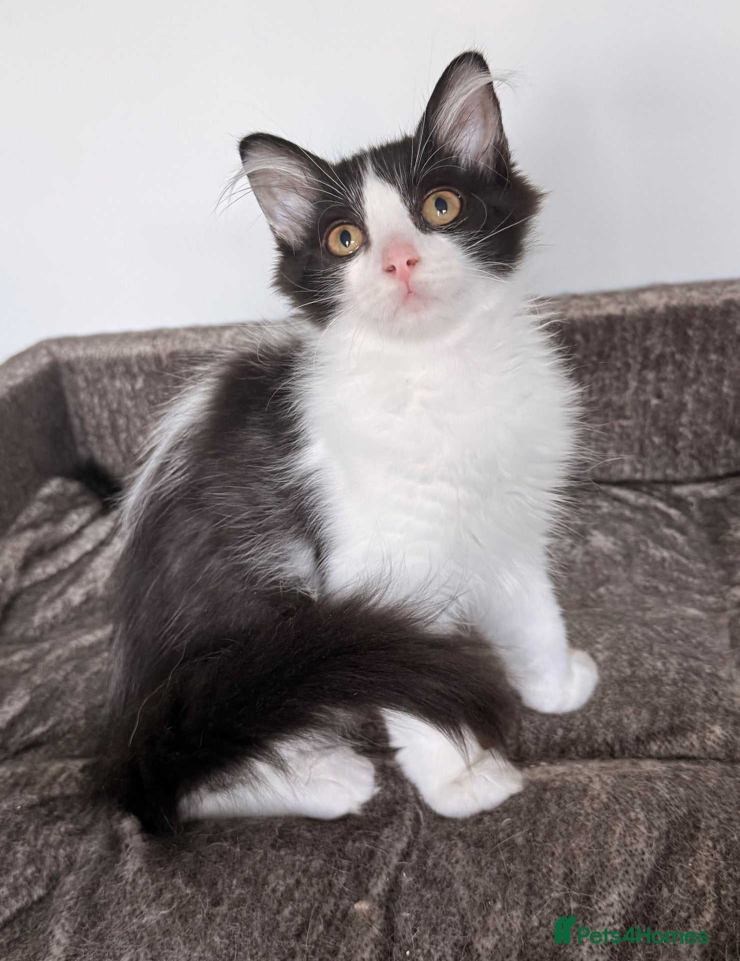 Siberian cats Full breed Siberian kittens ready now! - Advert 2