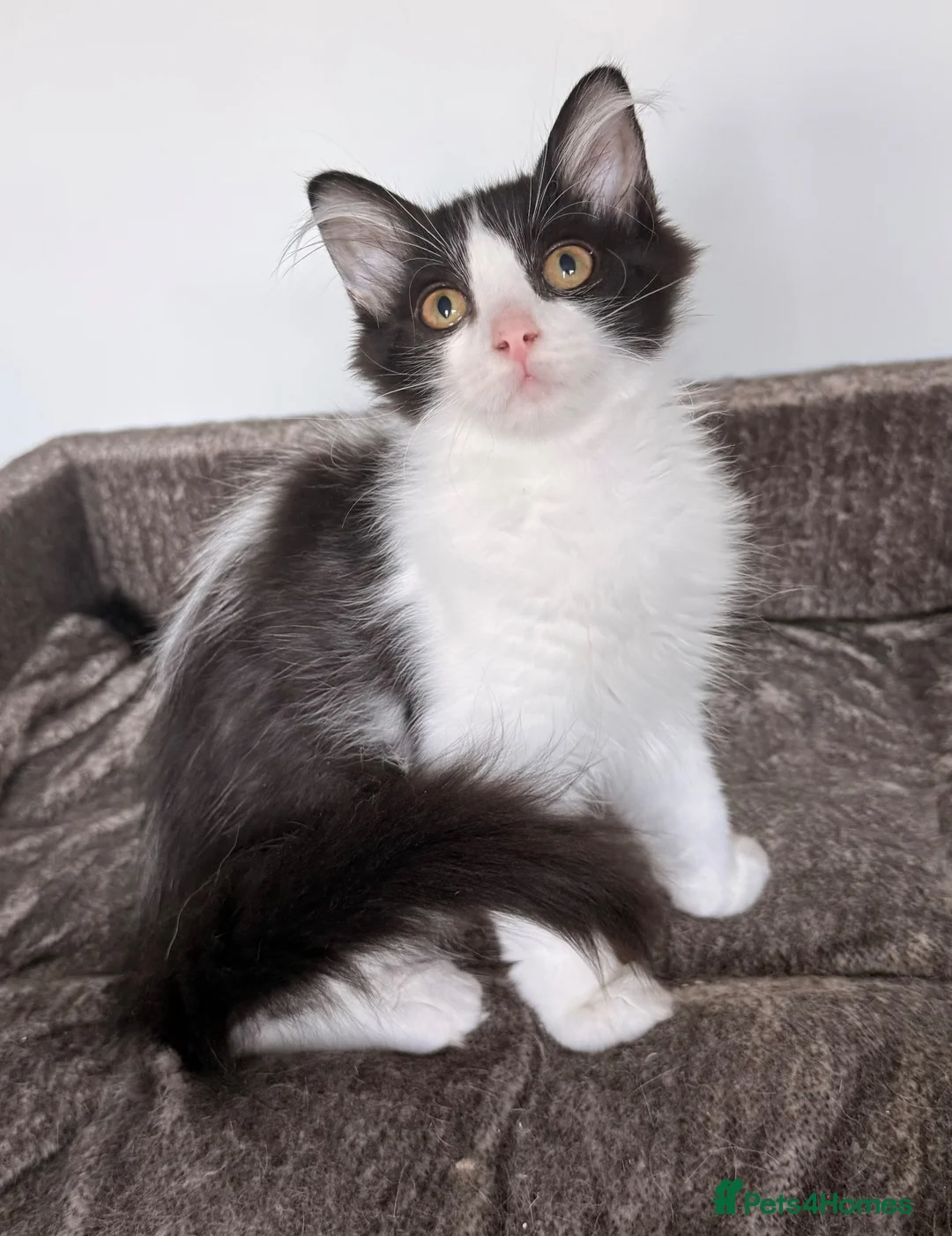 Siberian cats for sale: Full breed Siberian kittens ready now! - Advert 2