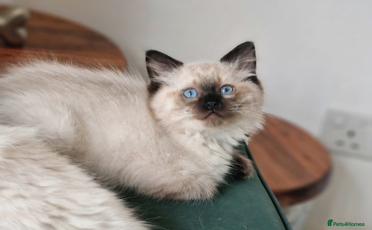 Ragdoll cats - Advert 4