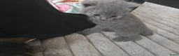 British Shorthair cats for sale: Beautiful British short hair boy  in Feltham - Advert 2