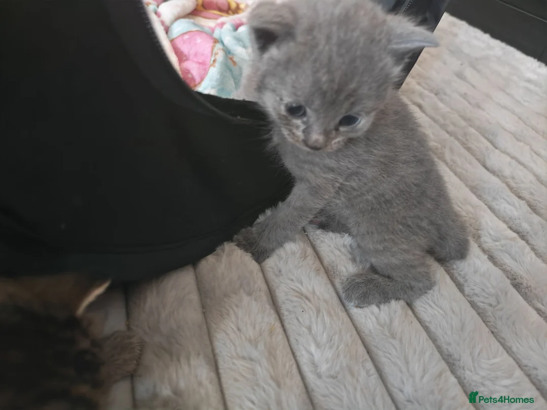 British Shorthair cats for sale: Beautiful British short hair boy  in Feltham - Advert 2