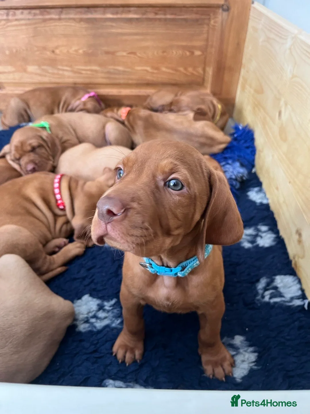 Hungarian Vizsla dogs for sale: Wirehaired Vizsla Pups (available from 3rd May) - Advert 2