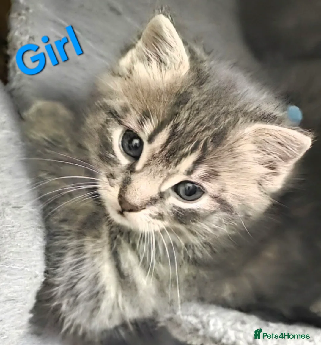 Mixed Breed cats for sale: GREY MIXED TABBY X3 - Advert 3