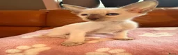 Oriental cats for sale: Beautiful Siamese & Oriental Kittens  - Advert 11