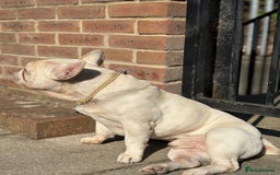French Bulldog dogs for sale: White Frenchie for Adoption  - Image 3