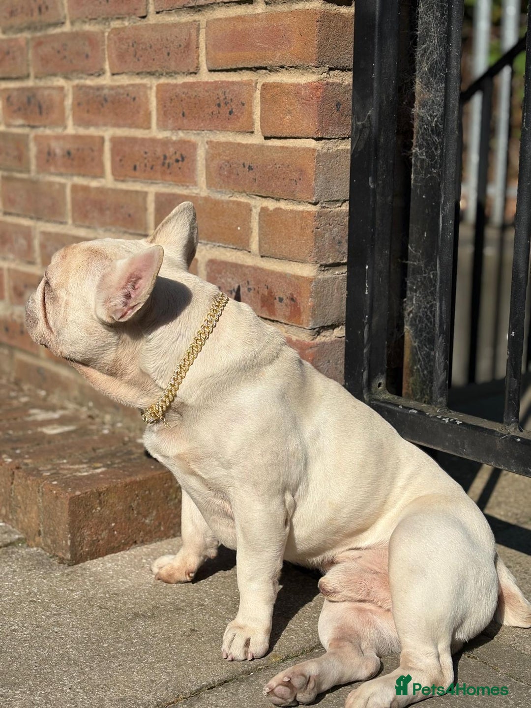French Bulldog dogs for sale: White Frenchie for Adoption  - Image 3