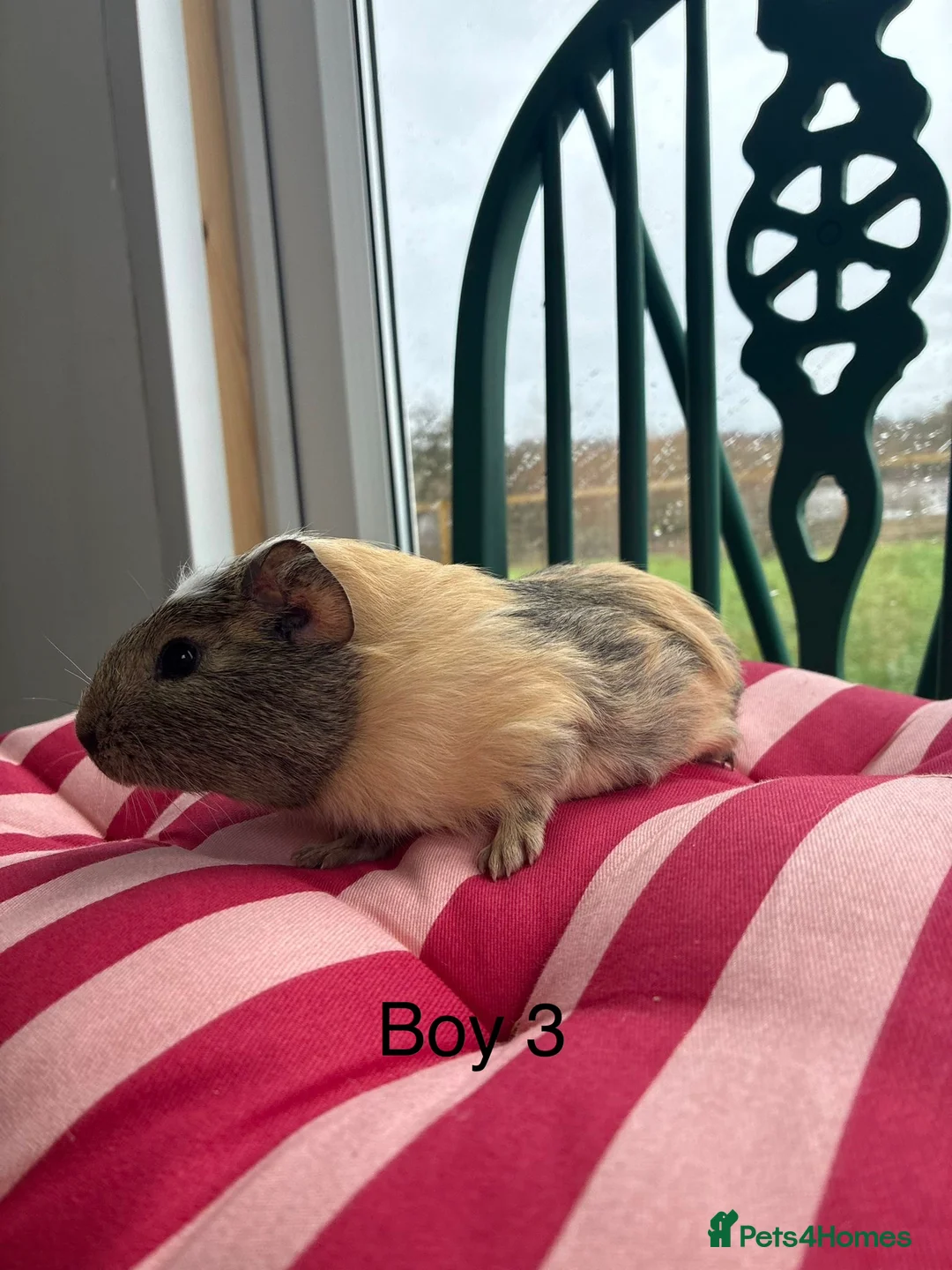 Guinea Pig rodents for sale: Baby guinea pigs for sale  - Advert 9