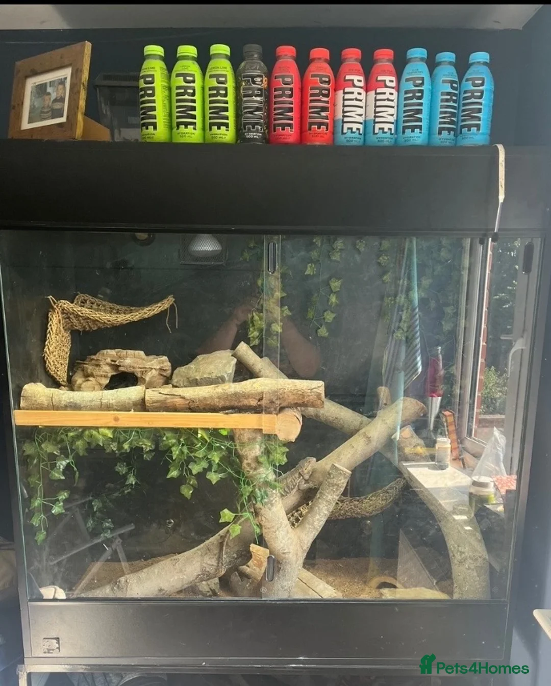 Bearded Dragon reptiles for sale: Bearded dragons and fullest up - Advert 2