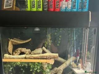 Bearded Dragon reptiles Bearded dragons and fullest up - Advert 2