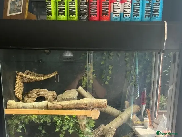 Bearded Dragon reptiles for sale: Bearded dragons and fullest up - Advert 2
