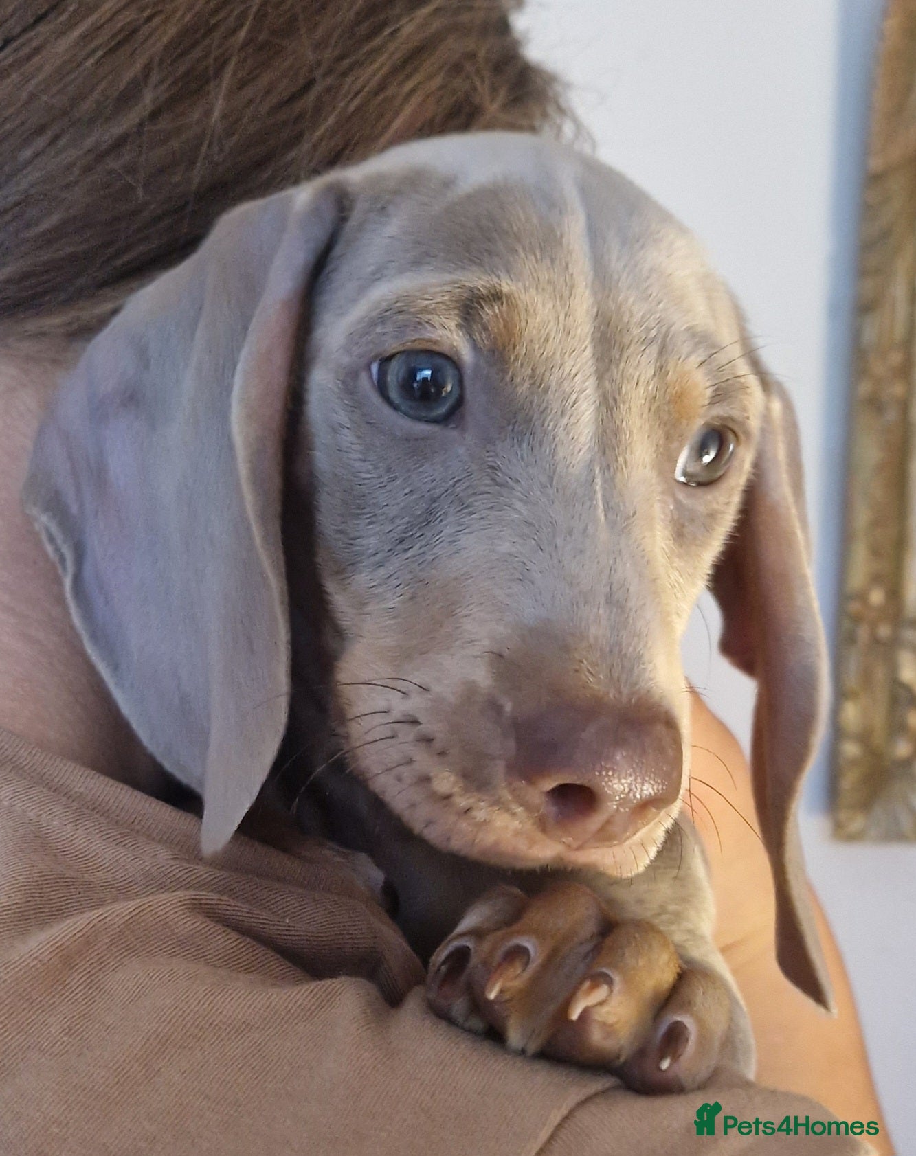 Miniature Dachshund dogs Marvellous Meredith needs a forever bed. - Advert 1