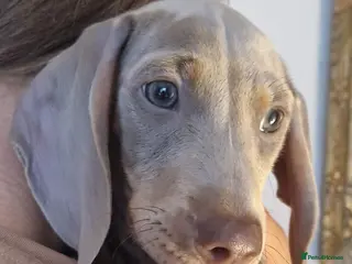 Miniature Dachshund dogs Marvellous Meredith needs a forever bed. - Advert 1