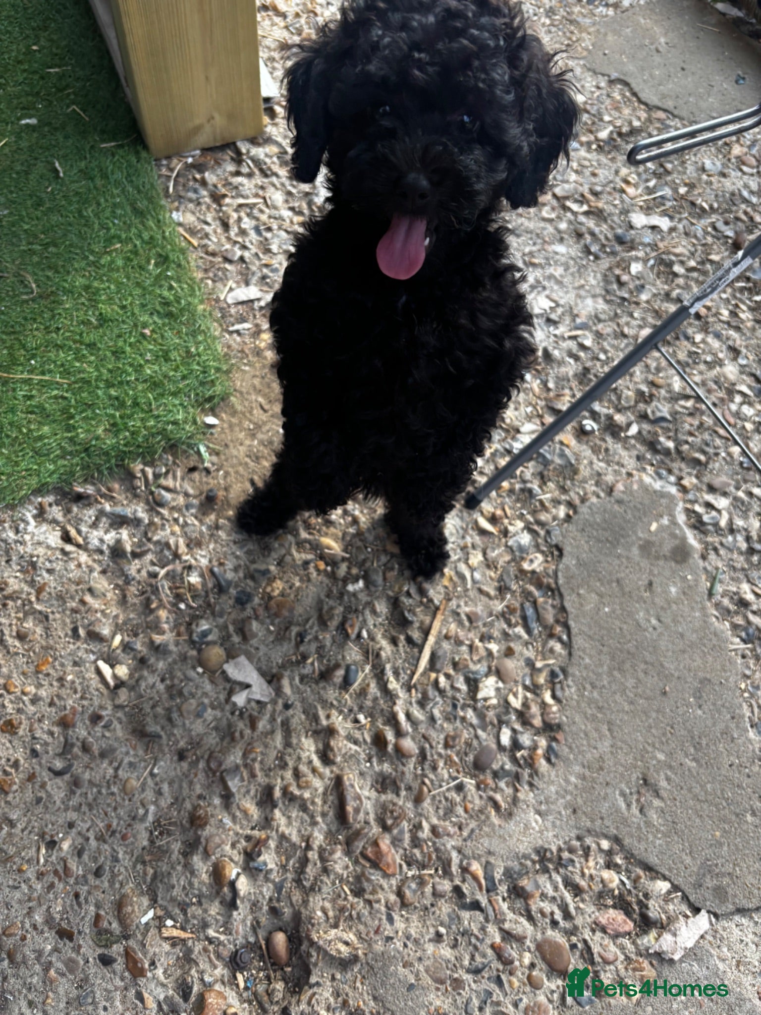 Cavapoo dogs Fb1 Cavapoos £650 dob 12 may  - Advert 2