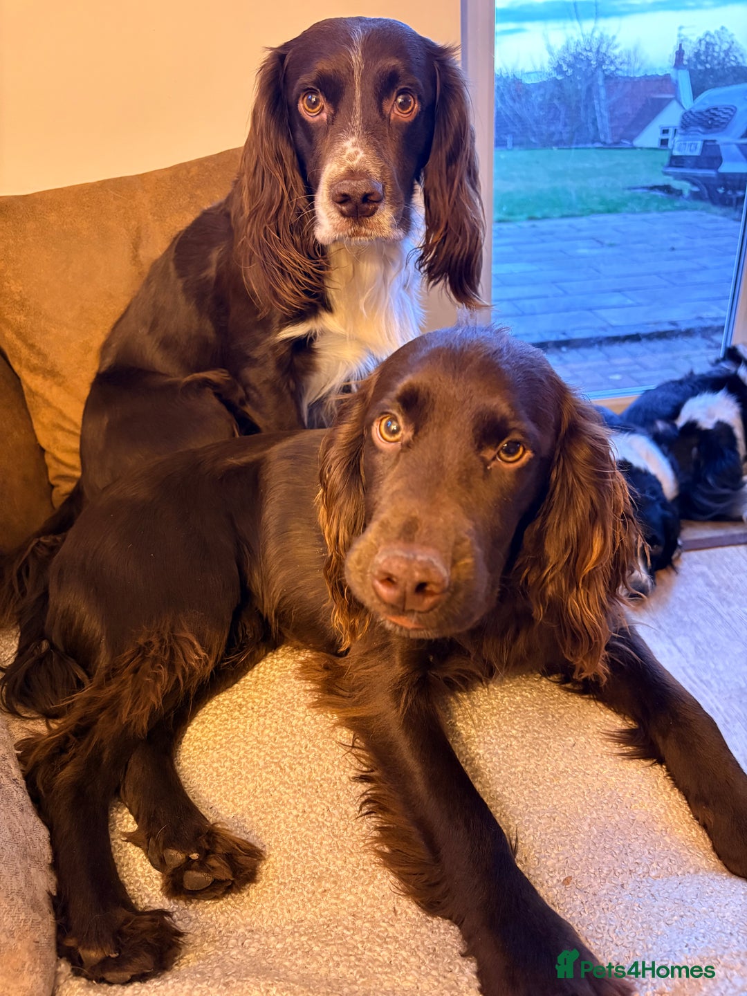 Sprocker dogs for sale: Sprocker Puppies for Sale, Mother Pure Bred Cocker - Advert 22