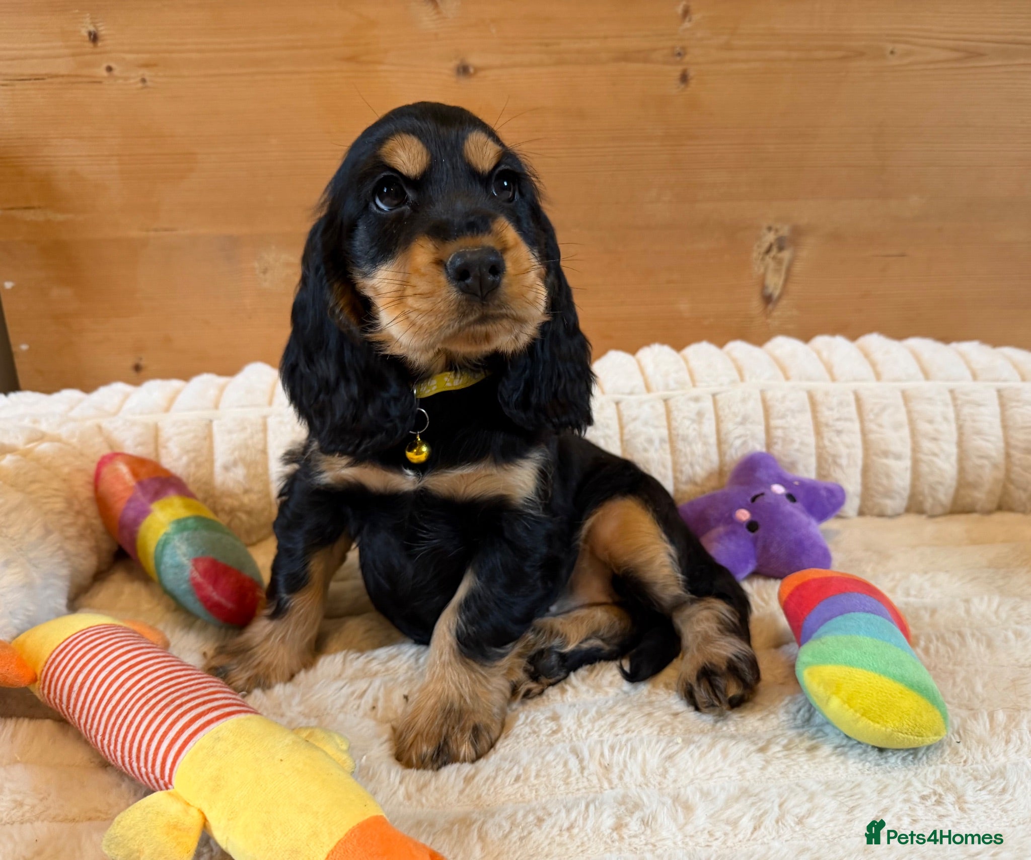 Cocker Spaniel dogs * 1 black and tan female left * - Advert 1