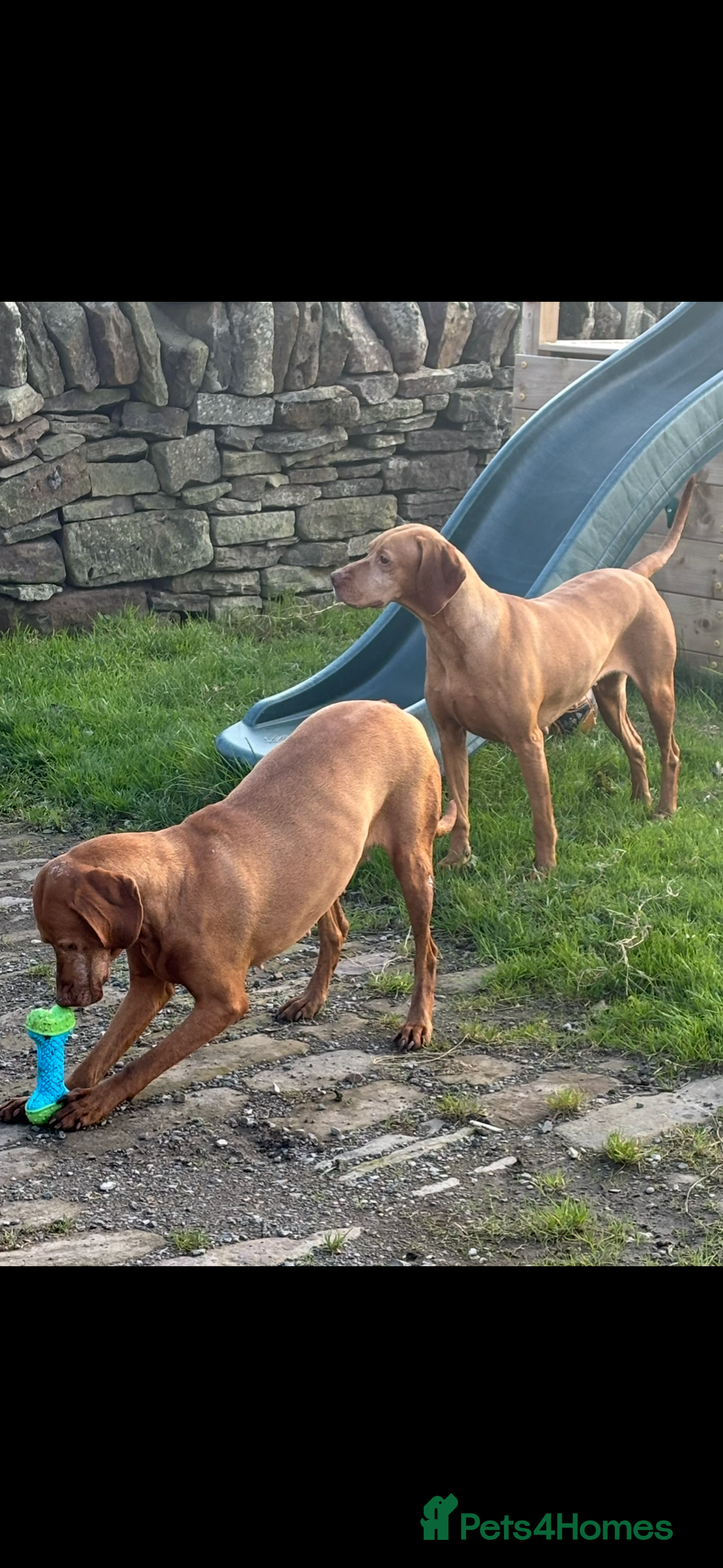 Hungarian Vizsla dogs for sale: Adult Hungarian vizslas 1 male 3 female  - Image 7