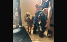 Poodle dogs for stud: Kc Fox red toy poodle for stud  - Image 20