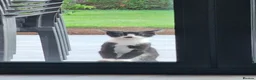 Mixed Breed cats for sale: Smudge - friendly loving female cat - Advert 4