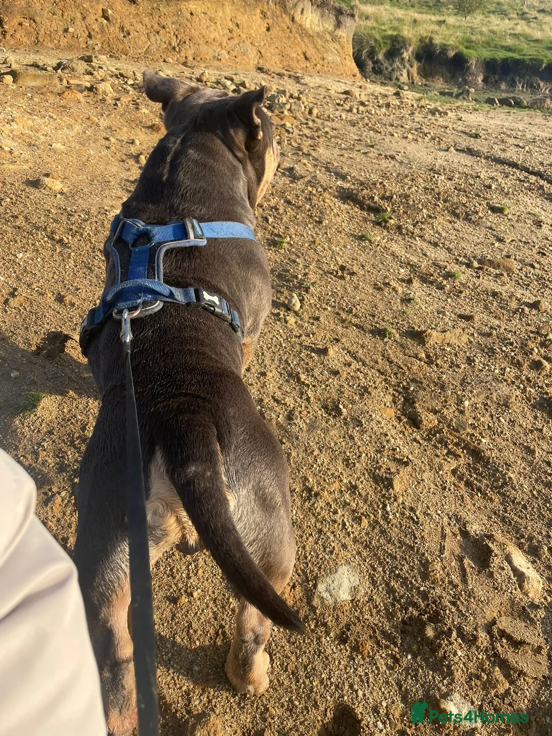 American Bully dogs for stud: Rollo American pocket bully for stud  - Advert 8