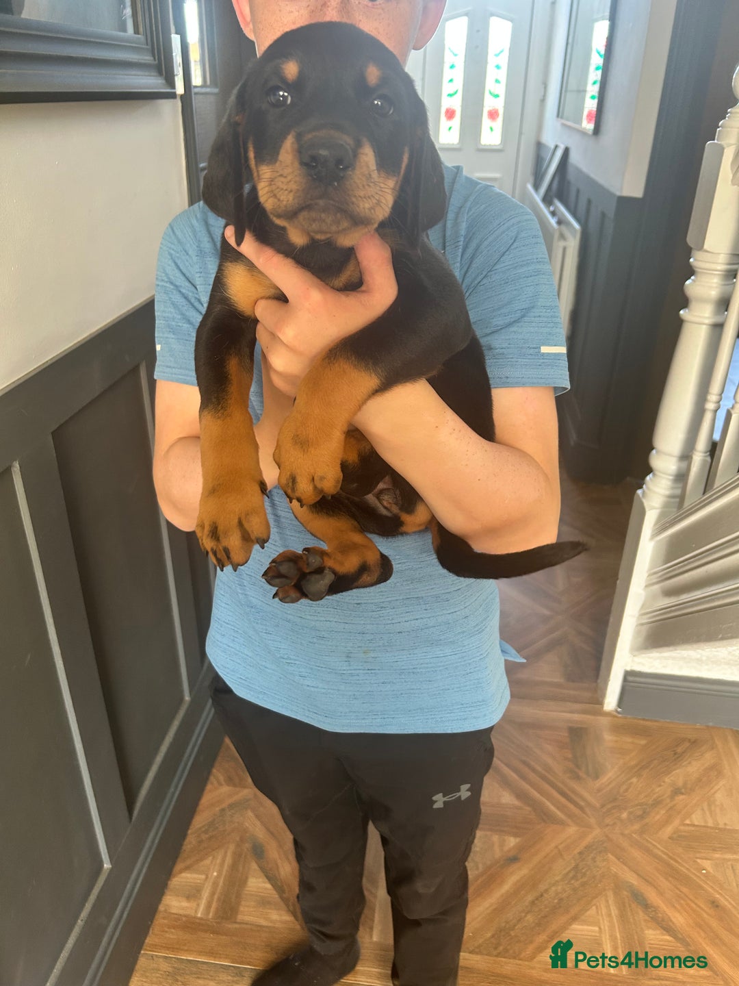Dobermann dogs for sale: Doberman x Rottweiler pups  - Image 2