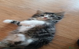 Mixed Breed cats for sale: Fluffy cute kittens available  - Image 3