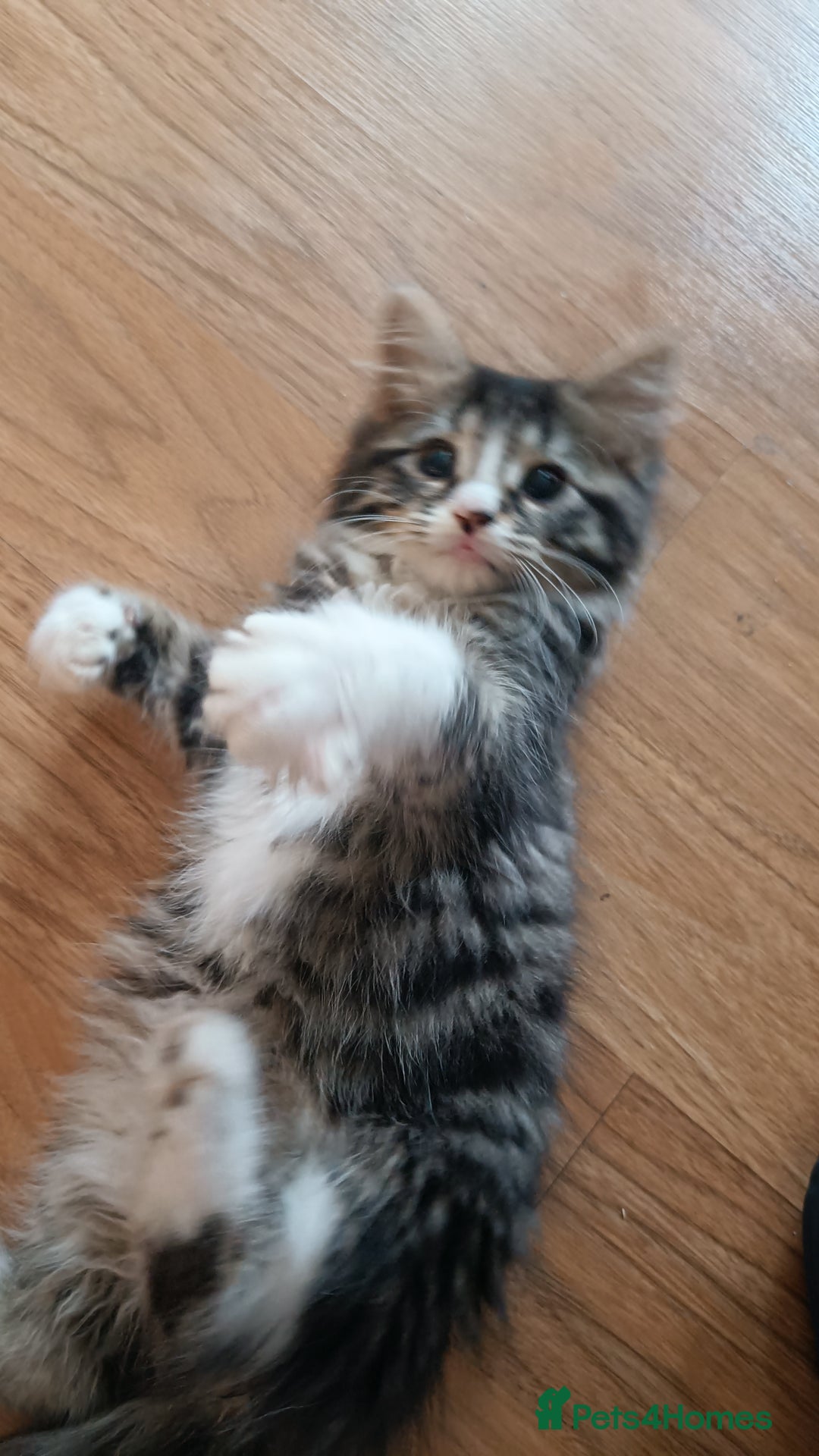 Mixed Breed cats for sale: Fluffy cute kittens available  - Image 3
