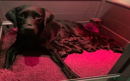 Labrador Retriever dogs for sale: KC Black Puppies,Extensively health tested parents - Image 5