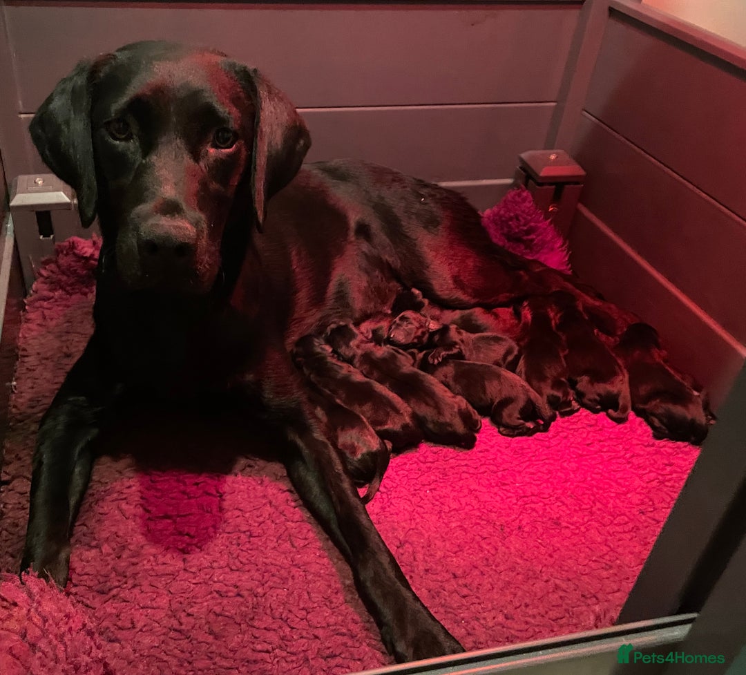 Labrador Retriever dogs for sale: KC Black Puppies,Extensively health tested parents - Image 5