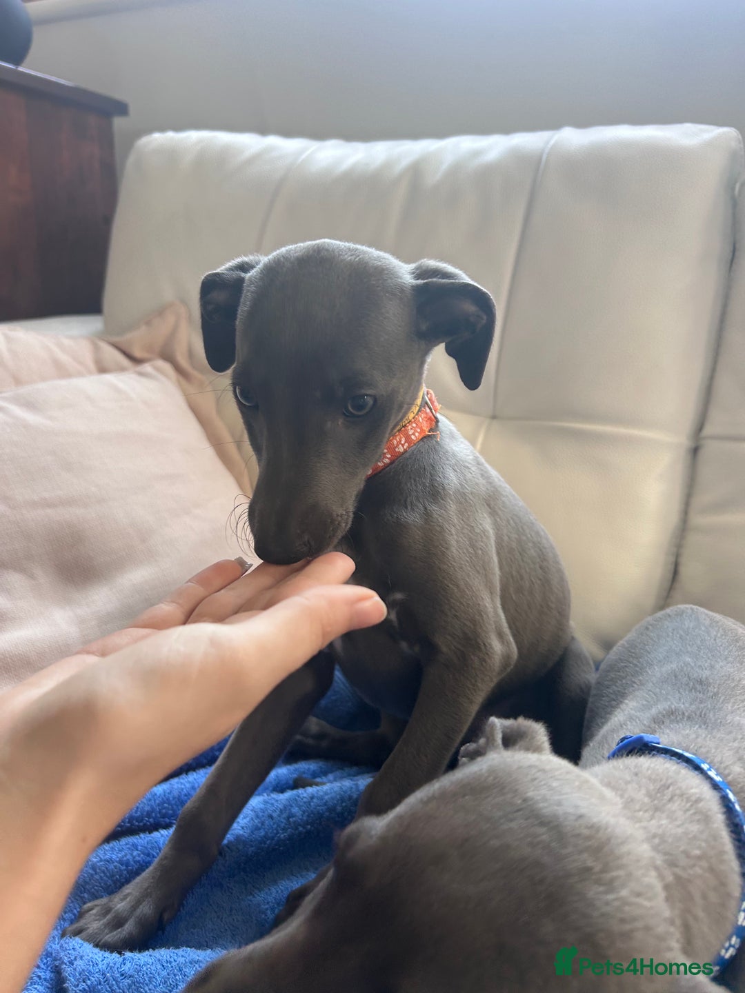 Whippet dogs for sale: Gentle, Loving Whippet Puppies – Ready Now  - Image 3