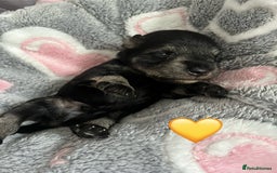 Miniature Schnauzer dogs for sale: Beautiful KC miniature Schnauzers  - Advert 19