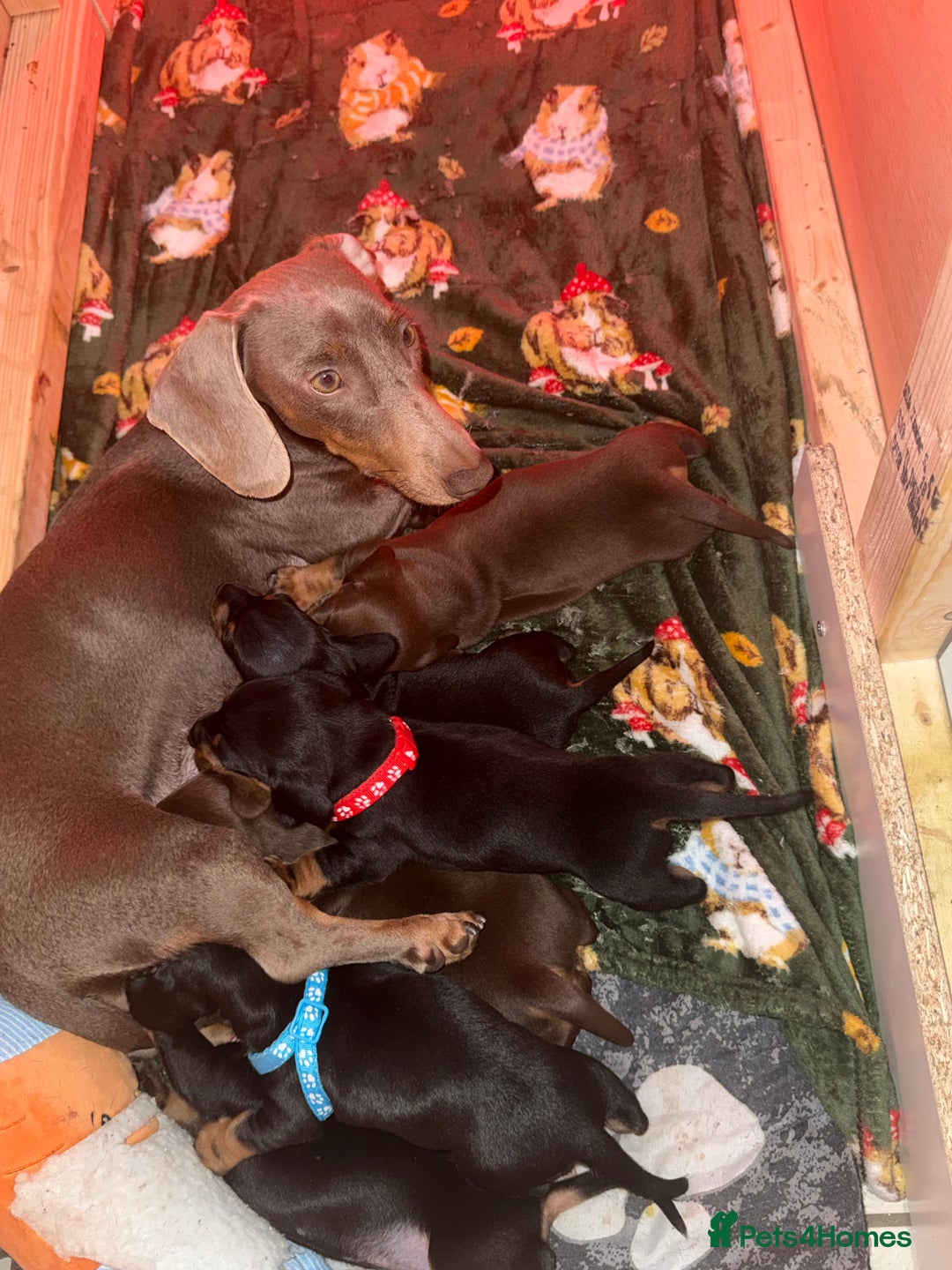 Dachshund dogs for sale: Beautiful Dachshund puppies, ready end of January  - Advert 1