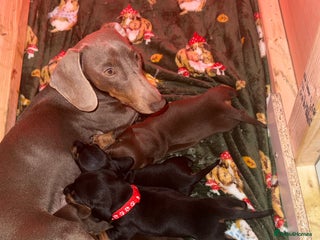 Dachshund dogs Beautiful Dachshund puppies, ready end of January - Advert 2