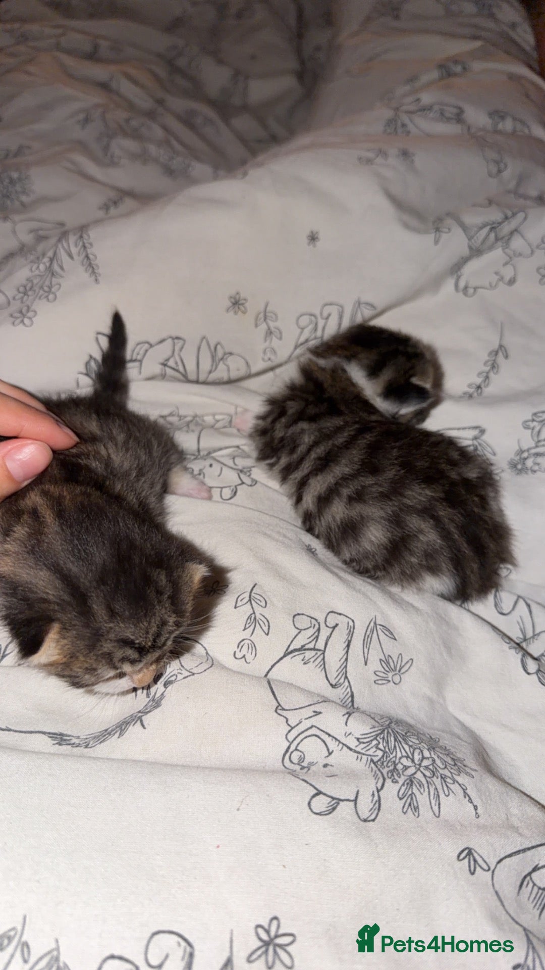 Mixed Breed cats 2 beautiful kittens  - Advert 1