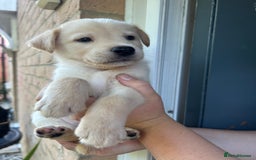 Mixed Breed dogs for sale: Huskador puppy’s!  - Image 3