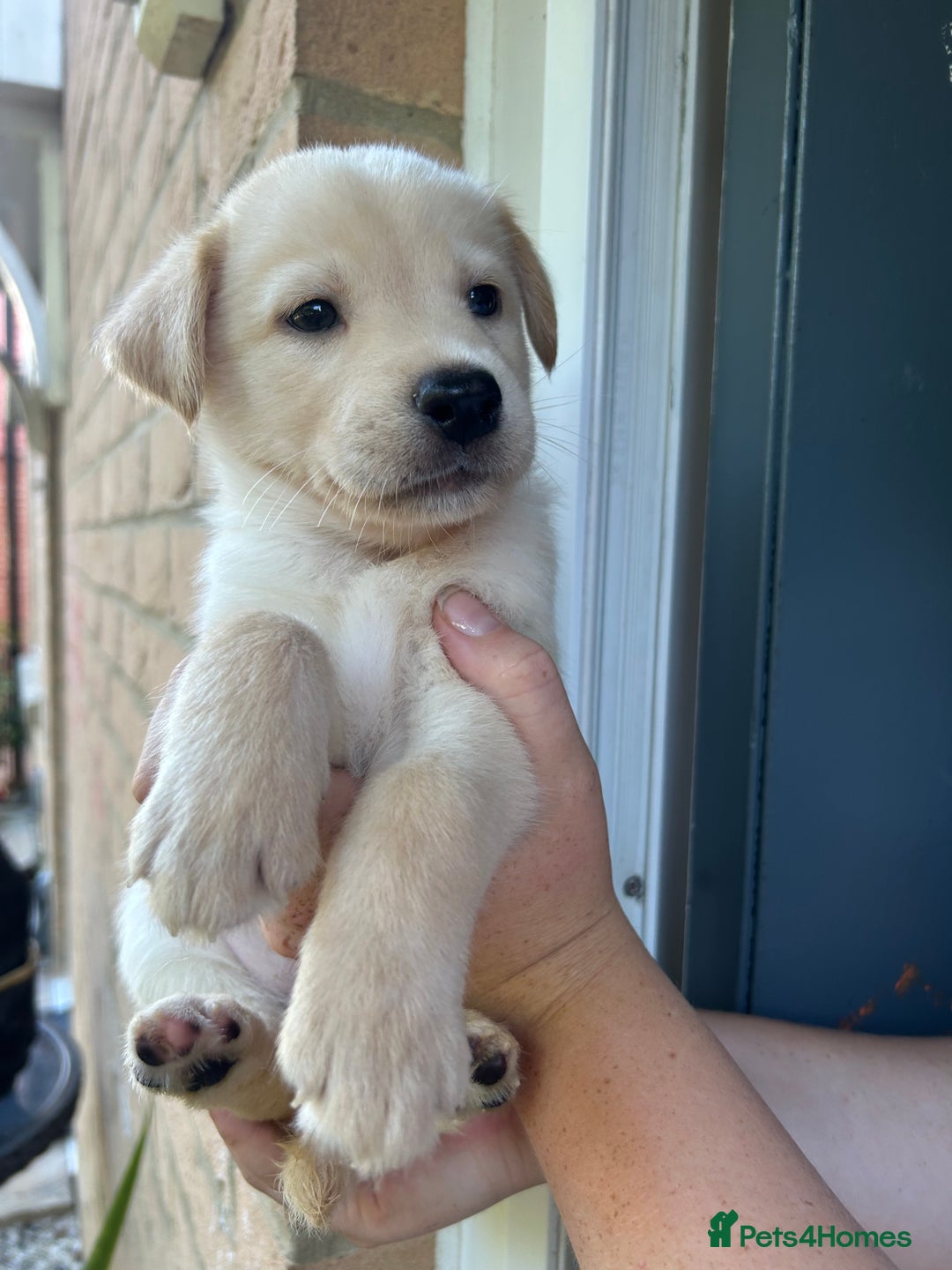 Mixed Breed dogs for sale: Huskador puppy’s!  - Image 3