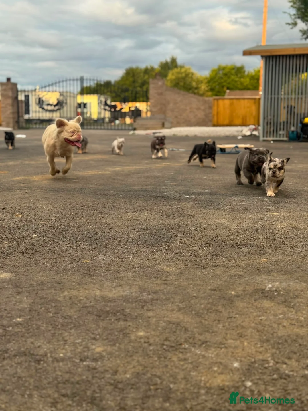 French Bulldog dogs for sale: Fluffy French bulldog KC registered - Advert 2