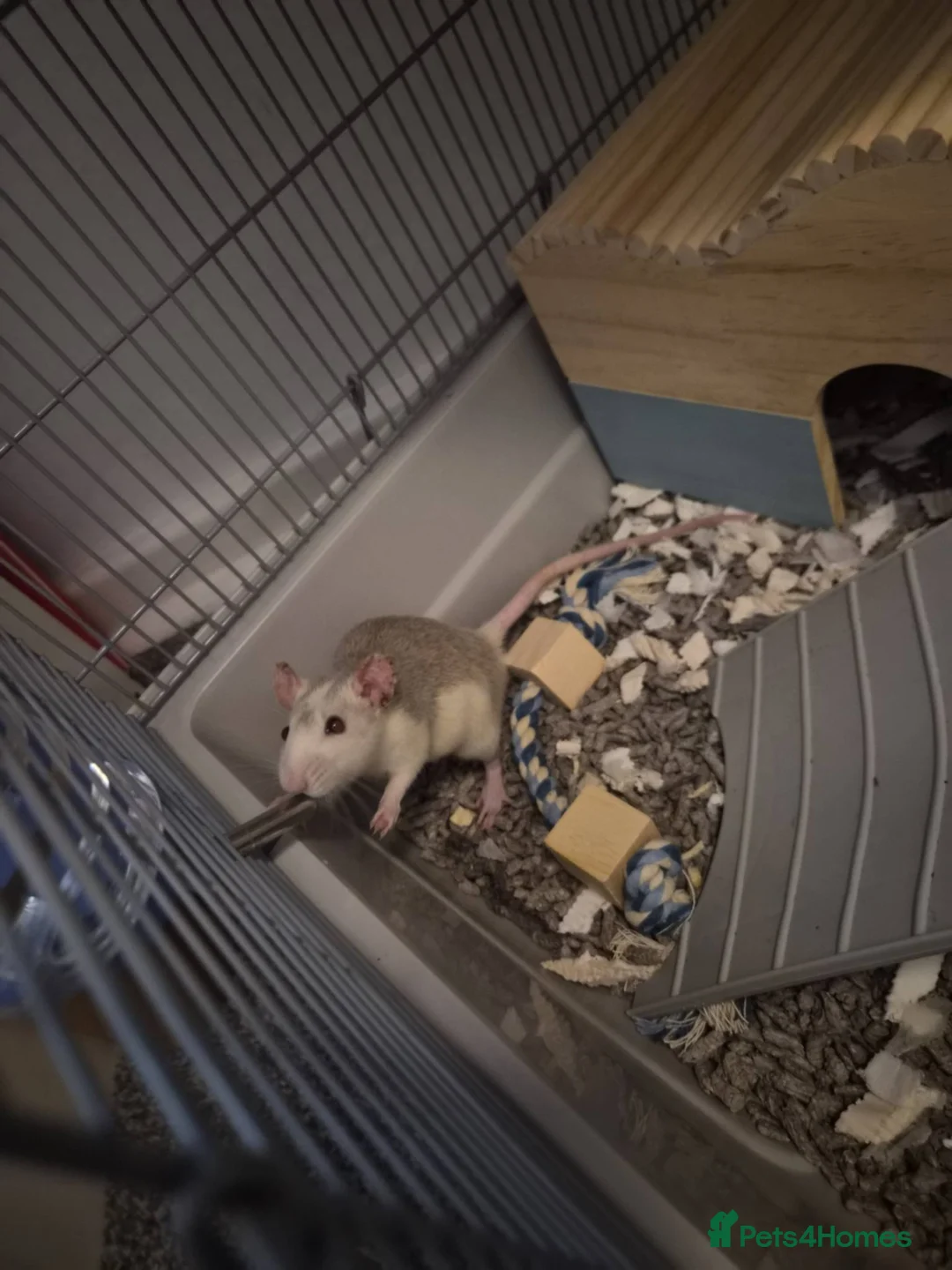 Rat rodents for sale: 3 7-8 month old rats  - Advert 4
