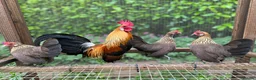 Chickens poultry for sale: Bantams and Pekins for sale - Advert 3