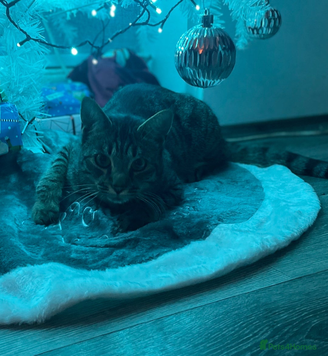 Savannah cats for sale: Tobias  - Advert 1