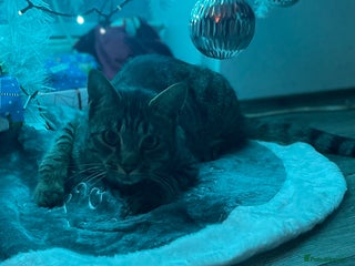 Savannah cats Tobias - Advert 1